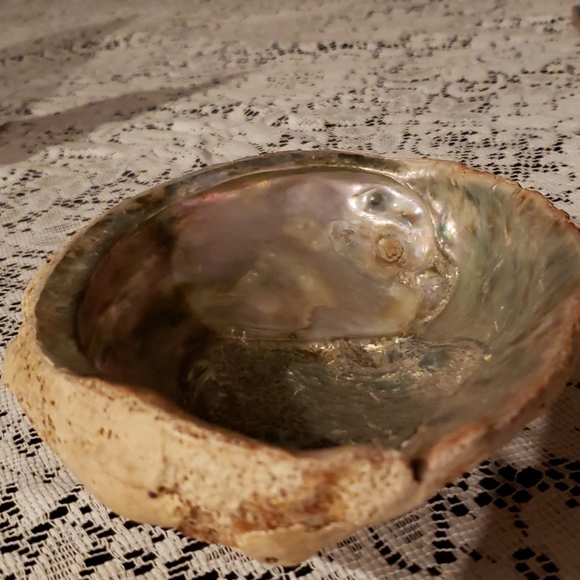 Abalone Shell. - Picture 6 of 7